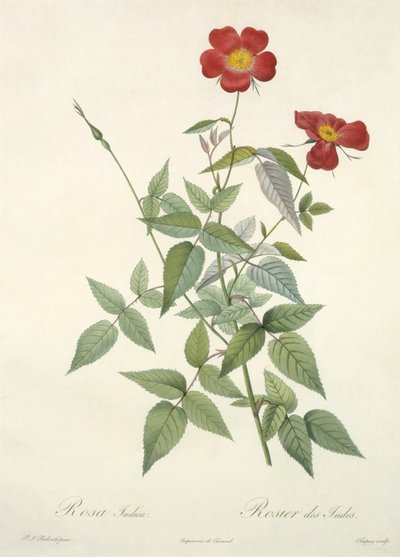 Rosa indica, from 